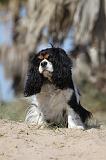 CAVALIER KING CHARLES 340